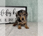 Small #3 Dachshund