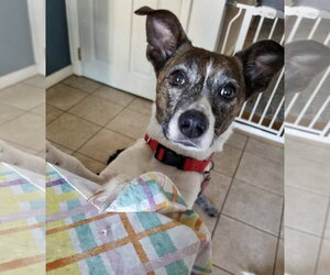 Pixie - Female Jack Russell Terrier-Unknown Mix Dog for Adoption - Photo #4