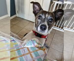 Small Photo #4 Jack Russell Terrier-Unknown Mix Puppy For Sale in Mount Laurel, NJ, USA