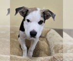 Small #5 Mutt