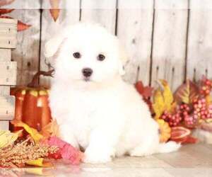 Maltese Puppy for sale in MOUNT VERNON, OH, USA