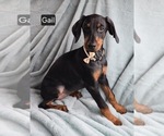 Small #2 Doberman Pinscher