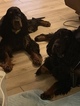 Small Photo #20 Gordon Setter Puppy For Sale in PADUCAH, KY, USA