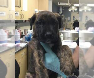 Australian Shepherd-German Shepherd Dog Mix Dogs for adoption in Riverside, CA, USA