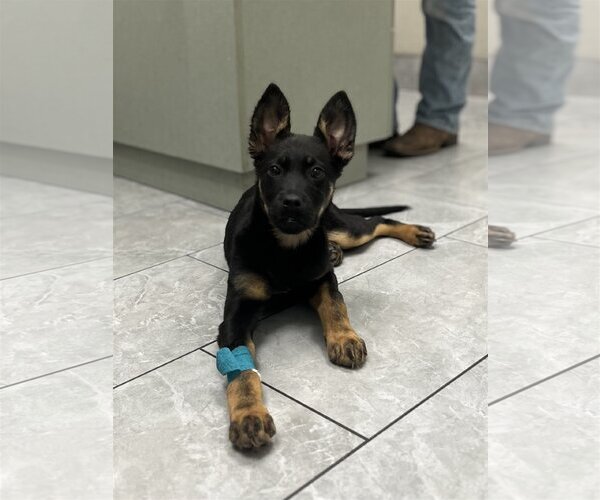 Medium Photo #3 Shepweiller Puppy For Sale in Dana Point, CA, USA