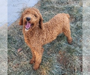 Mother of the Goldendoodle (Miniature) puppies born on 08/16/2025