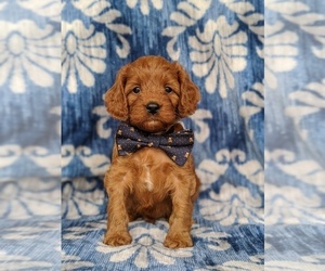 Cavapoo Puppy for sale in NOTTINGHAM, PA, USA