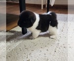 Small Photo #6 Akita Puppy For Sale in STRAFFORD, MO, USA