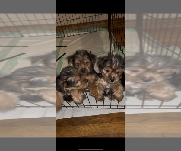 Medium Photo #3 Yorkshire Terrier Puppy For Sale in PALATKA, FL, USA
