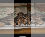 Small #2 Yorkshire Terrier