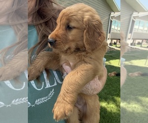 Golden Retriever Puppy for Sale in ROCK VALLEY, Iowa USA
