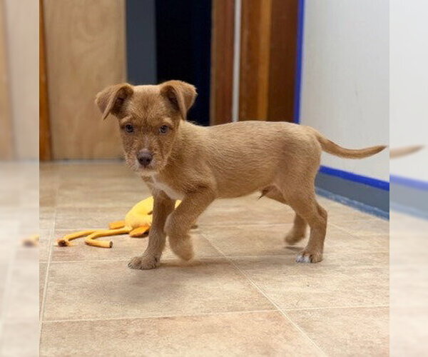 Medium Photo #1 Labrador Retriever-Unknown Mix Puppy For Sale in Raleigh, NC, USA