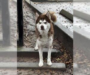 Siberian Husky Dogs for adoption in Houston, TX, USA
