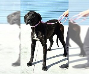 Great Dane Dogs for adoption in Fallbrook, CA, USA