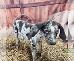 Small #19 Catahoula Leopard Dog
