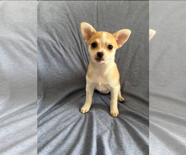 Medium Photo #3 Chiranian Puppy For Sale in Grafton, WI, USA