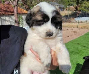 Great Pyrenees Puppy for sale in COLORADO SPRINGS, CO, USA
