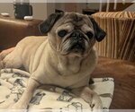 Small Photo #2 Pug Puppy For Sale in Indianapolis, IN, USA