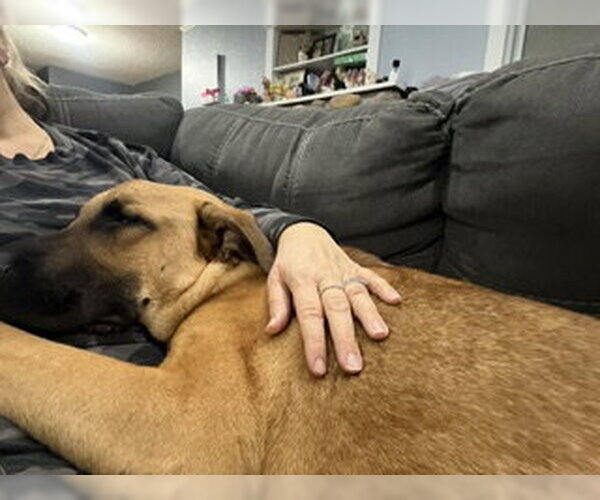 Medium Photo #5 Great Dane-Unknown Mix Puppy For Sale in Brooklyn Center, MN, USA