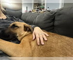 Small Photo #5 Great Dane-Unknown Mix Puppy For Sale in Brooklyn Center, MN, USA