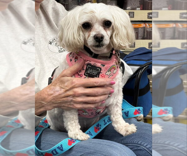 Medium Photo #3 Maltese Puppy For Sale in Fairfax, VA, USA