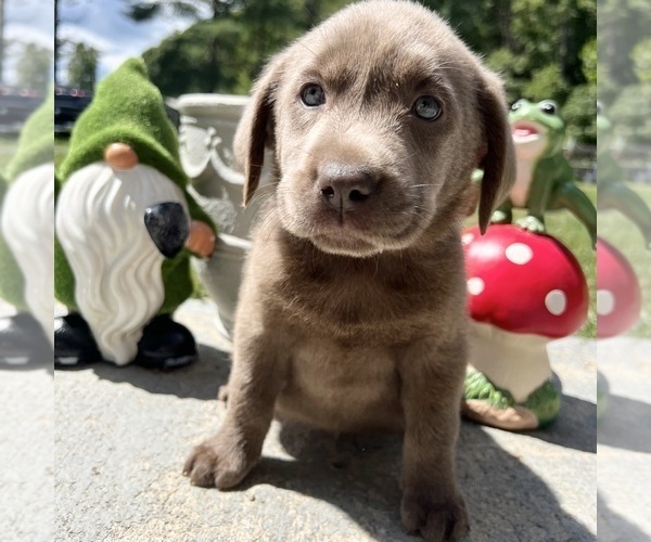 Medium Photo #4 Labrador Retriever Puppy For Sale in NEOLA, WV, USA