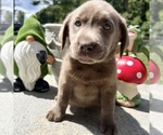 Small Photo #4 Labrador Retriever Puppy For Sale in NEOLA, WV, USA