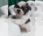 Puppy Puppy 1 Shih Tzu-ShihPoo Mix