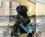Small Australian Shepherd-German Shepherd Dog Mix