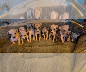 American Hairless Terrier Puppy for sale in PHOENIX, AZ, USA