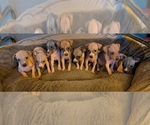 Small American Hairless Terrier