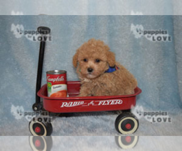 Medium Photo #7 Poodle (Toy) Puppy For Sale in SANGER, TX, USA