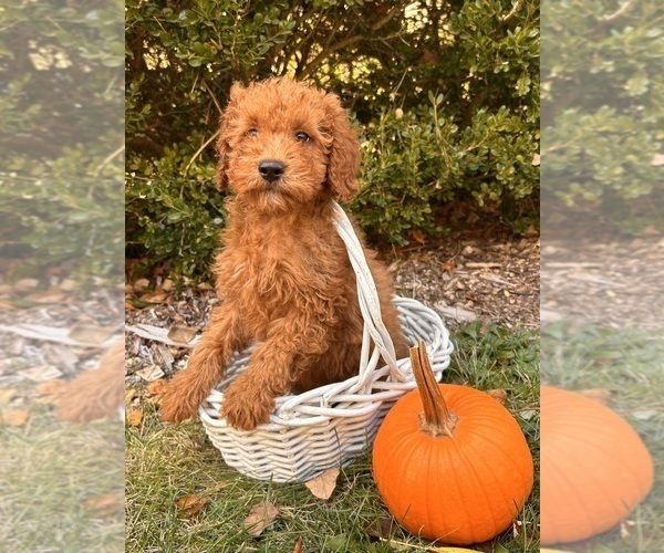 Medium Photo #4 Cockapoo (Toy) Puppy For Sale in MIDDLEBURY, IN, USA
