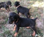 Small Photo #5 Doberman Pinscher Puppy For Sale in NASHVILLE, TN, USA