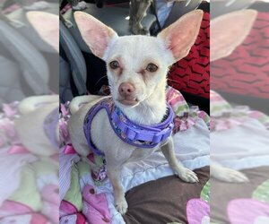 Chihuahua Dogs for adoption in Los Angeles, CA, USA