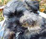 Small Photo #27 Havanese Puppy For Sale in KODAK, TN, USA