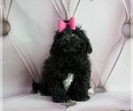 Small Photo #2 ShihPoo Puppy For Sale in WARSAW, IN, USA