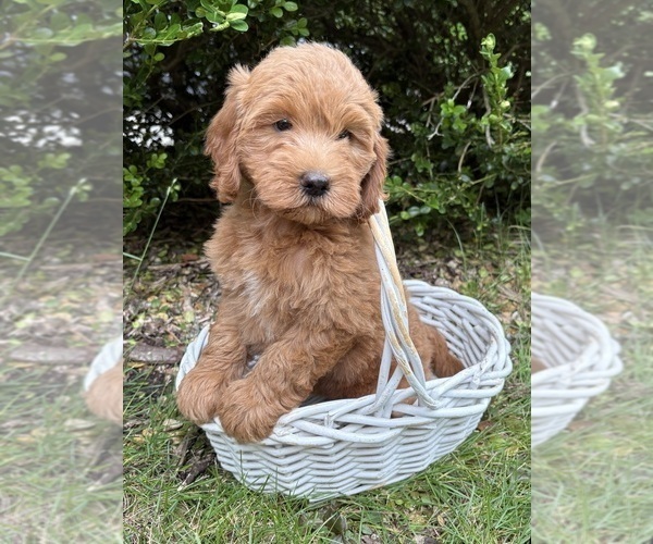 Medium Photo #3 Goldendoodle (Miniature) Puppy For Sale in MIDDLEBURY, IN, USA