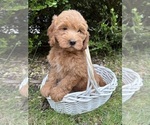Small #2 Goldendoodle (Miniature)