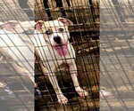 Small American Staffordshire Terrier Mix