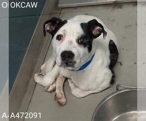 Mutt Dogs for adoption in Oklahoma City, OK, USA