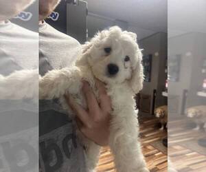 Cockapoo (Toy) Puppy for sale in DUNNELLON, FL, USA