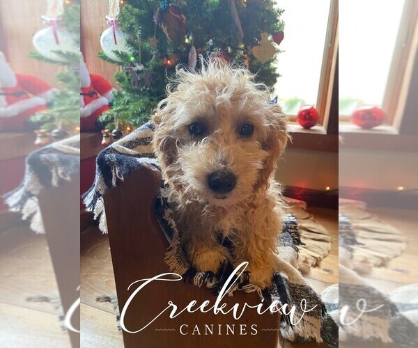 Medium Photo #1 Poochon Puppy For Sale in NIANGUA, MO, USA