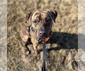 Mutt Dogs for adoption in Fargo, ND, USA