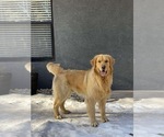 Small Photo #7 Golden Retriever Puppy For Sale in BYERS, CO, USA