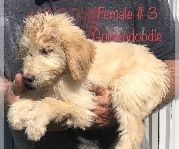Medium Photo #4 Goldendoodle Puppy For Sale in CLINTON, MO, USA