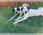 Small #1 Great Dane Mix