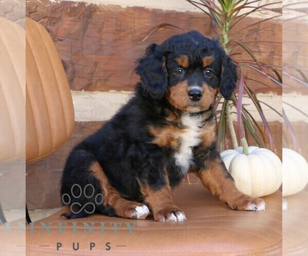 Medium Photo #1 Bernedoodle (Miniature) Puppy For Sale in NARVON, PA, USA
