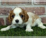 Small #7 Cavalier King Charles Spaniel