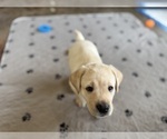 Small #23 Labrador Retriever